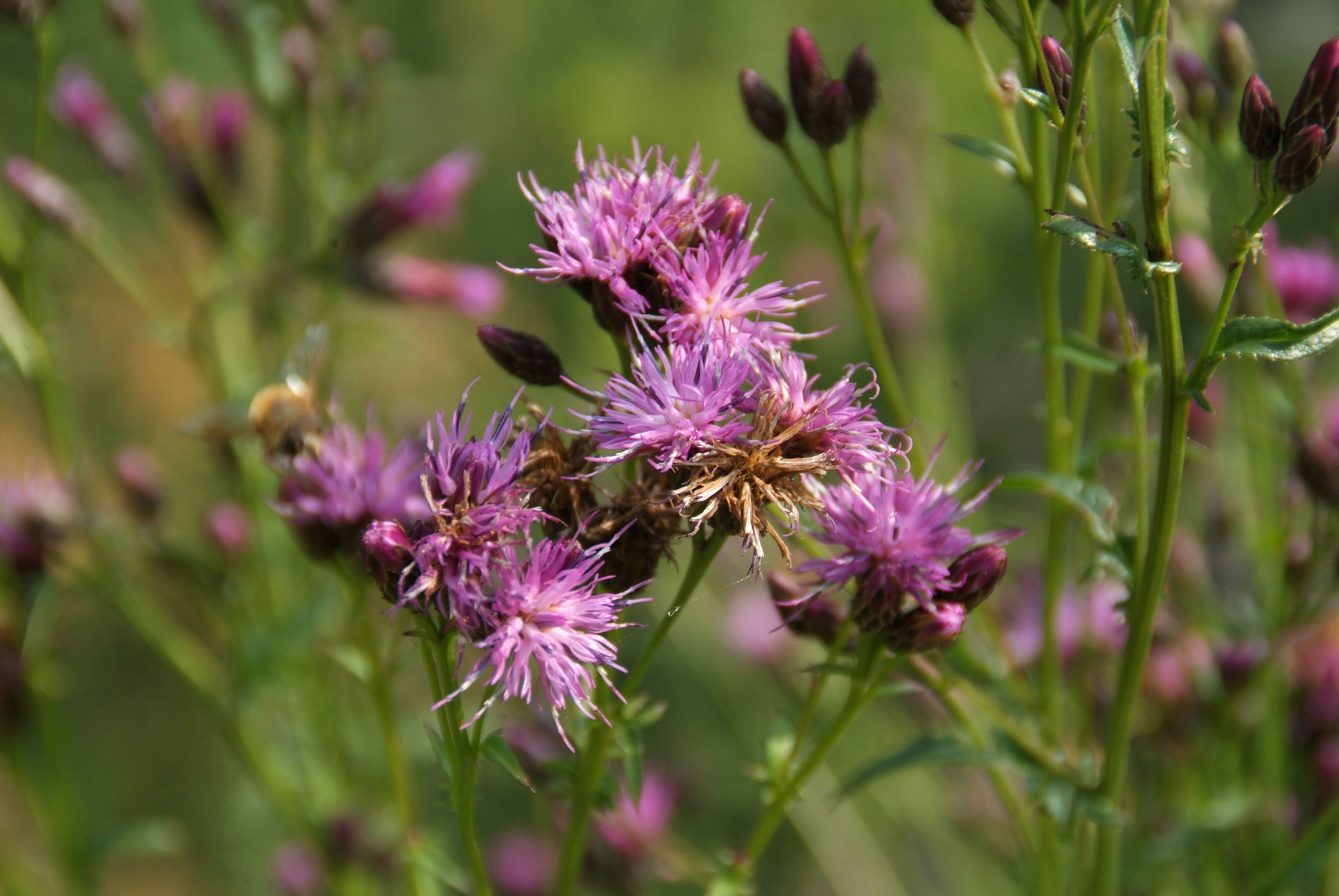 Serratula tinctoria Zaagblad bestellen